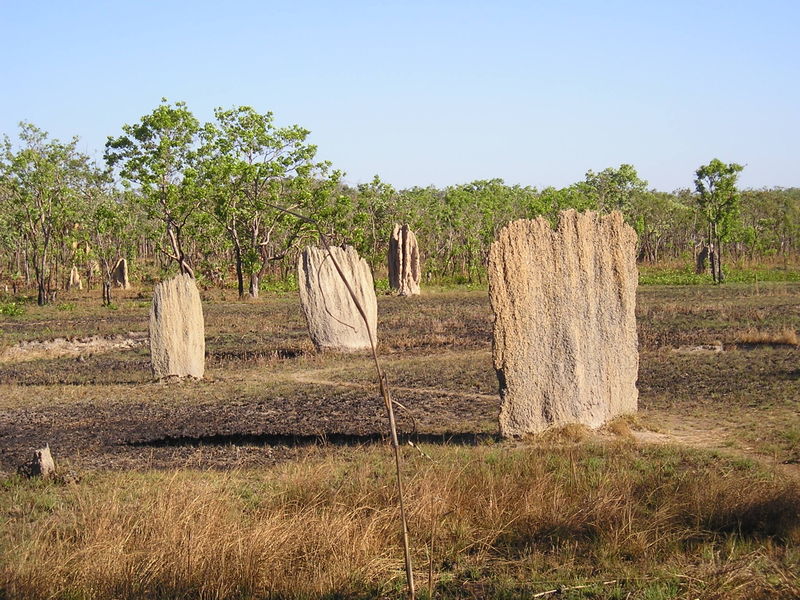 Complex structure built by termites